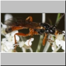 Phobetes atomator - Schlupfwespe m01e -8-9mm - OS-Hasbergen Lehmwiese det06.jpg